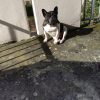Images de profil de Gaelle - Blooming Pets - Petsitting et garde d'animaux à domicile