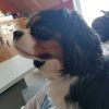 Images de profil de Gaelle - Blooming Pets - Petsitting et garde d'animaux à domicile