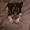 Images de profil de Gaelle - Blooming Pets - Petsitting et garde d'animaux à domicile