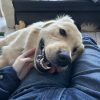 Images de profil de CANDICE - Blooming Pets - Petsitting et garde d'animaux à domicile