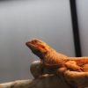 Images de profil de louline - Blooming Pets - Petsitting et garde d'animaux à domicile