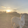 Images de profil de louline - Blooming Pets - Petsitting et garde d'animaux à domicile