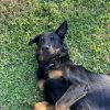 Images de profil de louline - Blooming Pets - Petsitting et garde d'animaux à domicile