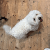 Images de profil de louline - Blooming Pets - Petsitting et garde d'animaux à domicile