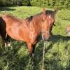 Images de profil de louline - Blooming Pets - Petsitting et garde d'animaux à domicile