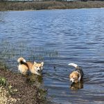 Ulna   Welsh Corgi Pembroke Femelle stérilisée - Garde d'animaux à domicile