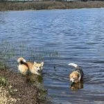 Ulna Ulna Welsh Corgi Pembroke Femelle stérilisée - Garde d'animaux à domicile