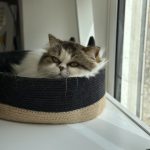 Stella   Persan Femelle stérilisée - Garde d'animaux à domicile
