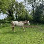 Kalin du Ranch Kalin du Ranch Origine Non Constatée (ONC) Hongre - Garde d'animaux à domicile