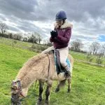 Hélios Hélios Origine Non Constatée (ONC) Hongre - Garde d'animaux à domicile
