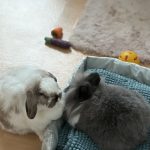 Capucine   Bélier nain Femelle - Garde d'animaux à domicile