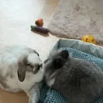 Capucine Capucine Bélier nain Femelle - Garde d'animaux à domicile