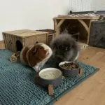 Marmelade Marmelade Teddy Femelle - Garde d'animaux Ă domicile