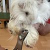 Images de profil de Charlotte - Blooming Pets - Petsitting et garde d'animaux à domicile
