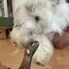 Images de profil de Charlotte - Blooming Pets - Petsitting et garde d'animaux Ă domicile