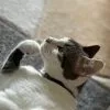 Images de profil de Charlotte - Blooming Pets - Petsitting et garde d'animaux Ă domicile