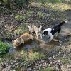 Images de profil de Charlotte - Blooming Pets - Petsitting et garde d'animaux à domicile