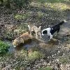 Images de profil de Charlotte - Blooming Pets - Petsitting et garde d'animaux Ă domicile