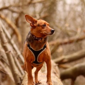 Images de profil de Morgane - Blooming Pets - Petsitting et garde d'animaux Ă domicile