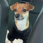 Image de profil de Maylis - Blooming Pets - Petsitting et garde d'animaux à domicile