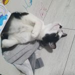 Yuko   Chat de gouttière (Commun) Mâle stérilisé - Garde d'animaux à domicile