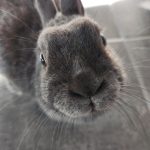 Luna   Nain Femelle - Garde d'animaux à domicile
