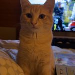 Arlo   European Shorthair (Européen) Mâle stérilisé - Garde d'animaux à domicile