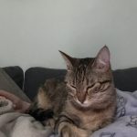 Ambre   European Shorthair (Européen) Femelle - Garde d'animaux à domicile