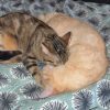 Images de profil de Amandine - Blooming Pets - Petsitting et garde d'animaux à domicile