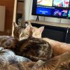 Images de profil de Amandine - Blooming Pets - Petsitting et garde d'animaux à domicile