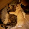 Images de profil de Amandine - Blooming Pets - Petsitting et garde d'animaux à domicile