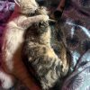 Images de profil de Amandine - Blooming Pets - Petsitting et garde d'animaux à domicile