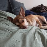 Gilbert   Chihuahua Mâle stérilisé - Garde d'animaux à domicile