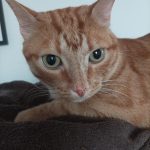 Odor   European Shorthair (Européen) Mâle stérilisé - Garde d'animaux à domicile
