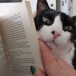 Ouija   European Shorthair (Européen) Mâle stérilisé - Garde d'animaux à domicile