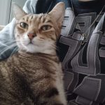 Ninja   European Shorthair (Européen) Mâle stérilisé - Garde d'animaux à domicile