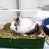 Images de profil de SARAH - Blooming Pets - Petsitting et garde d'animaux à domicile