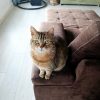 Images de profil de SARAH - Blooming Pets - Petsitting et garde d'animaux à domicile