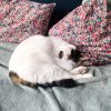 Images de profil de SARAH - Blooming Pets - Petsitting et garde d'animaux à domicile