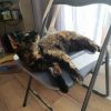Images de profil de SARAH - Blooming Pets - Petsitting et garde d'animaux à domicile