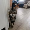 Images de profil de SARAH - Blooming Pets - Petsitting et garde d'animaux à domicile