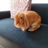 Images de profil de SARAH - Blooming Pets - Petsitting et garde d'animaux à domicile