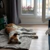 Images de profil de SARAH - Blooming Pets - Petsitting et garde d'animaux à domicile