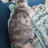 Images de profil de SARAH - Blooming Pets - Petsitting et garde d'animaux à domicile