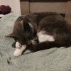 Images de profil de SARAH - Blooming Pets - Petsitting et garde d'animaux à domicile