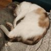 Images de profil de SARAH - Blooming Pets - Petsitting et garde d'animaux à domicile