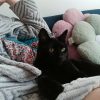 Images de profil de SARAH - Blooming Pets - Petsitting et garde d'animaux à domicile