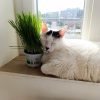 Images de profil de SARAH - Blooming Pets - Petsitting et garde d'animaux à domicile