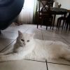 Images de profil de SARAH - Blooming Pets - Petsitting et garde d'animaux à domicile