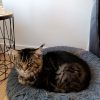 Images de profil de SARAH - Blooming Pets - Petsitting et garde d'animaux à domicile